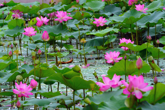 荷花池