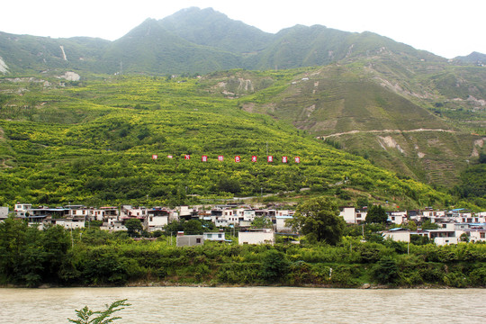 四川青脆李子汶川茂县羌脆李