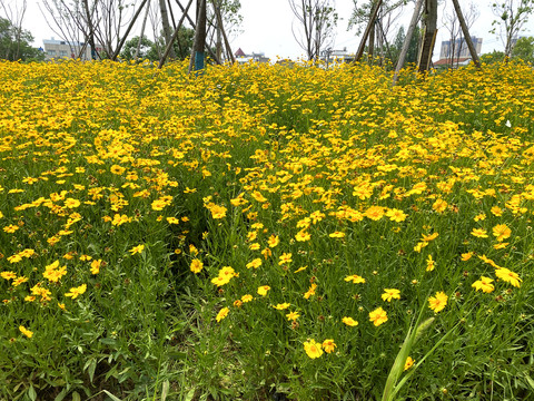 小黄花