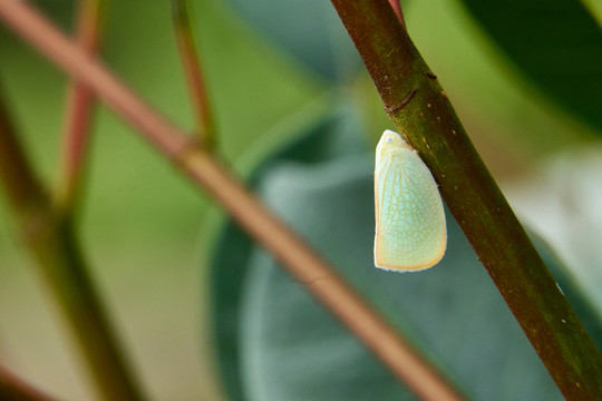 碧蛾蜡蝉野外昆虫微距摄影