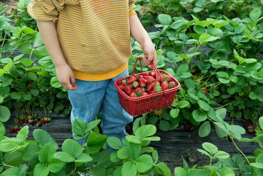 儿童草莓园摘草莓
