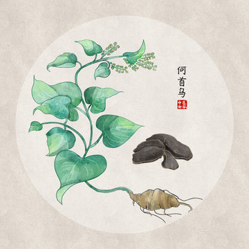 何首烏