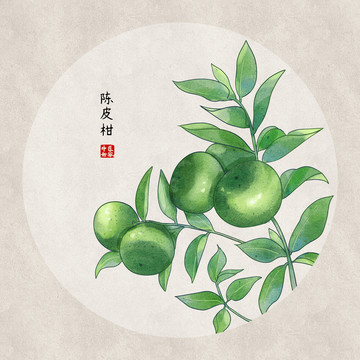 陳皮柑
