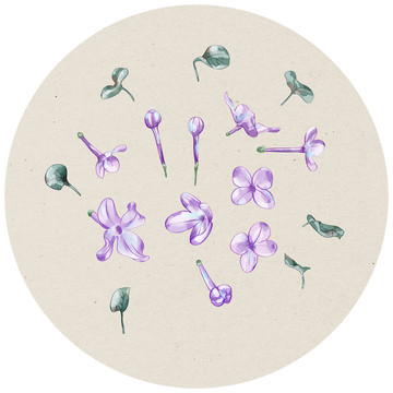 丁香花