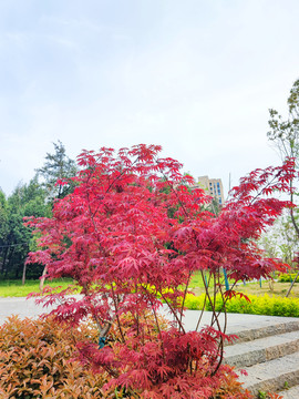 红枫景观园林