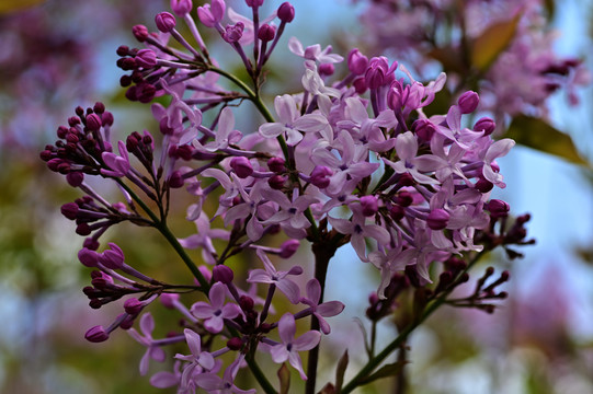 丁香花