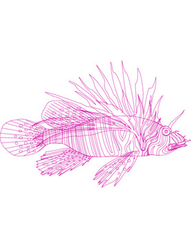 海鱼手绘图