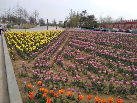 郁金香花田