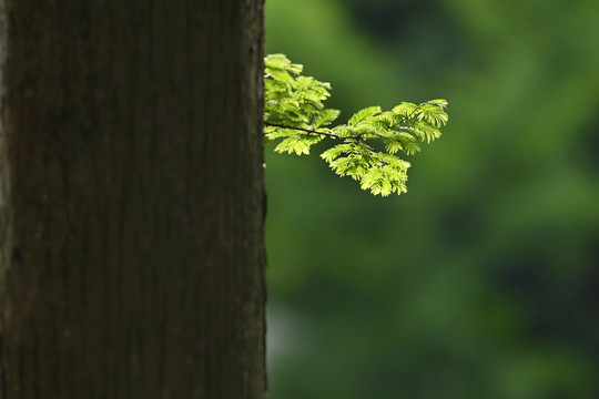 水杉