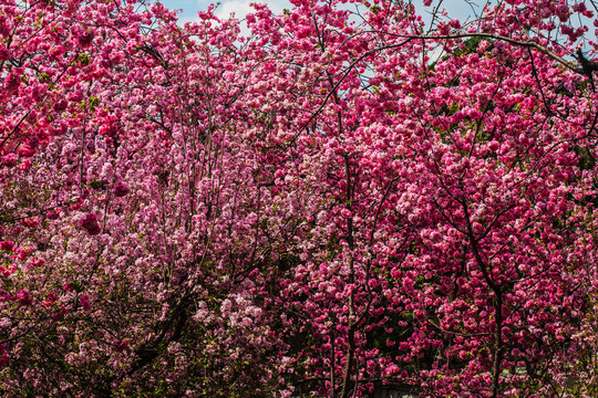 云南樱花海棠花素材背景