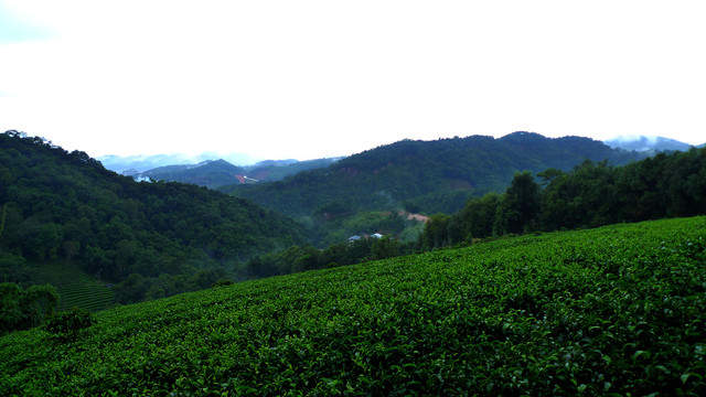 雨后茶山鲜叶普洱茶深山