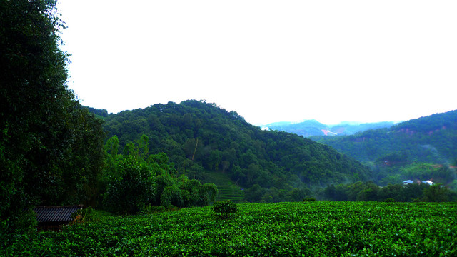 雨后茶山鲜叶深山茶叶