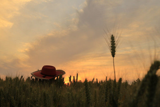 夕阳下成熟的麦子