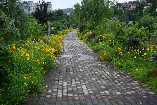 野菊花