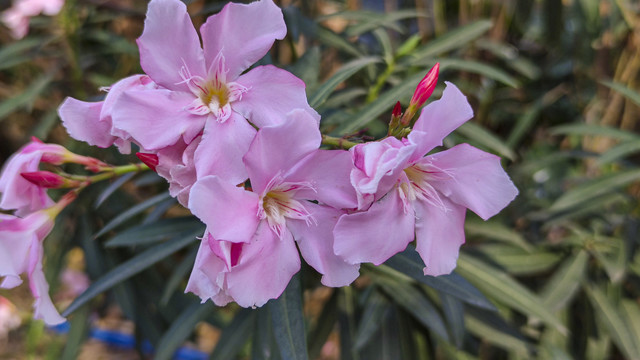 夹竹桃花