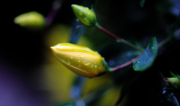 金丝桃花