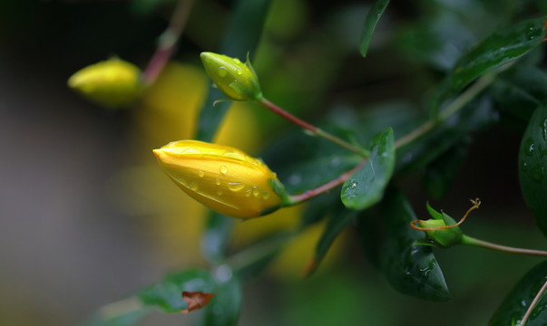 金丝桃花