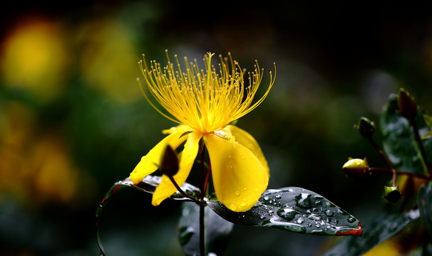 金丝桃花