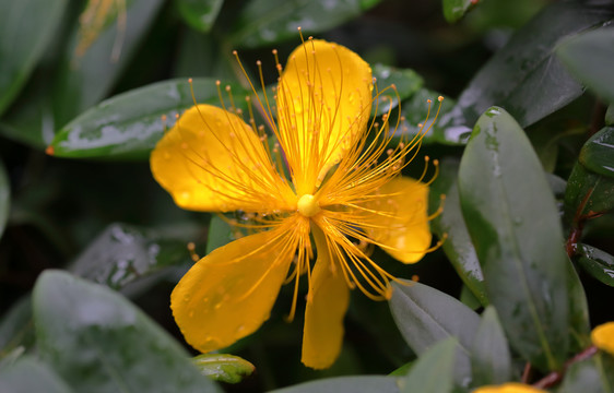 金丝桃花