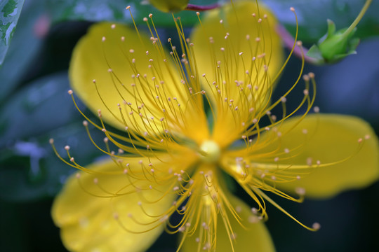 金丝桃花