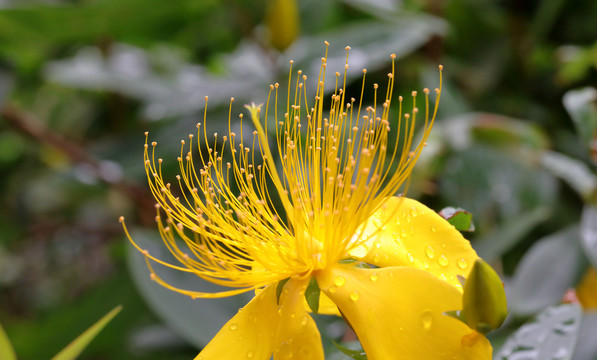 金絲桃花