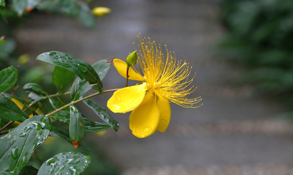 金丝桃花