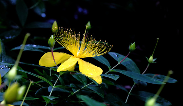 金丝桃花