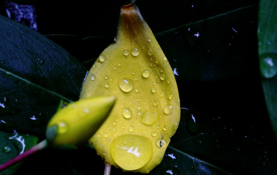 花瓣上的雨滴