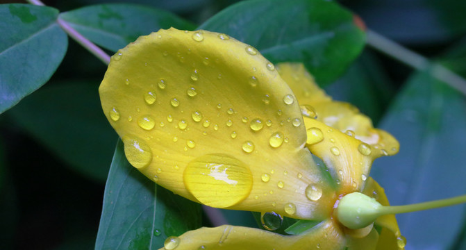 花瓣上的雨滴