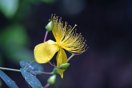 金丝桃花