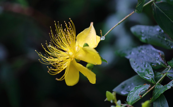 金丝桃花