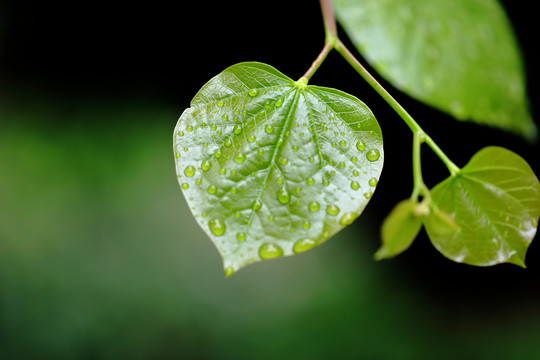 叶片上的雨滴