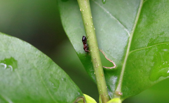 树木上的小蚂蚁