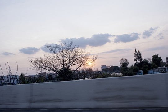 傍晚高速公路风景枯树