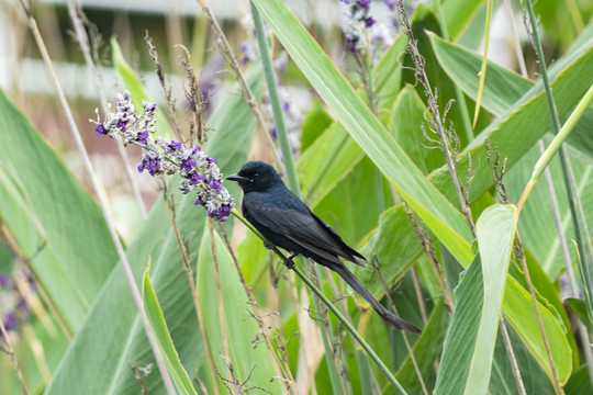 黑卷尾鸟