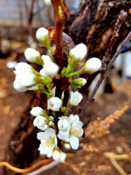 李树开花