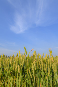 小满节气的小麦