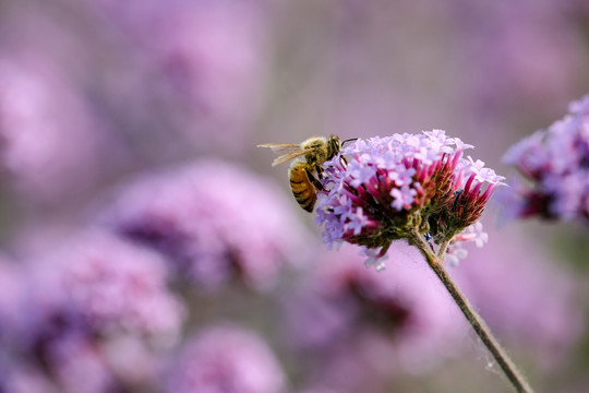 蜜蜂