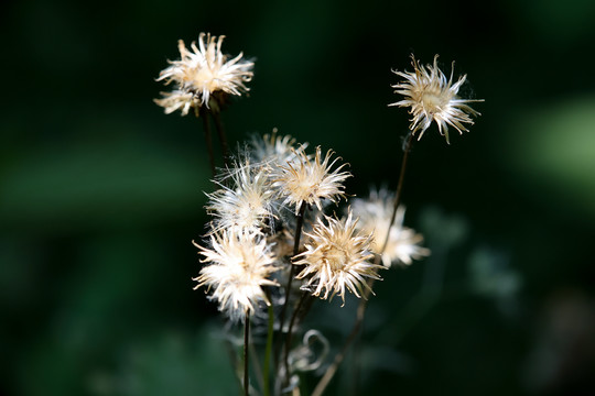 花冠