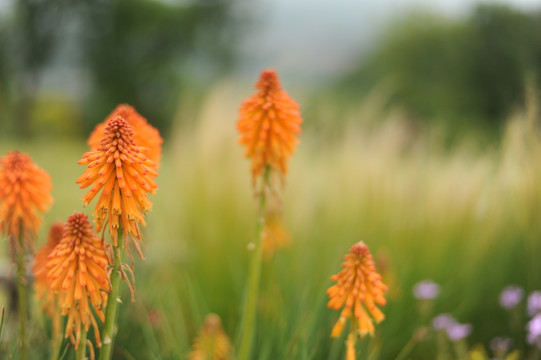 仙子花火炬花火把莲