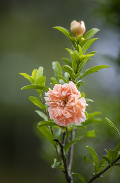 粉色石榴花