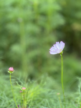 波斯菊