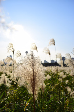 江边芦苇