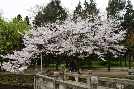 樱花