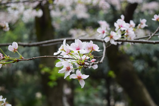 樱花