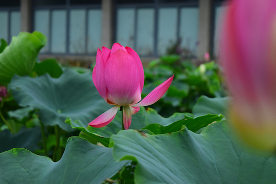 红荷花