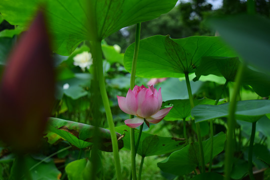 粉色莲花