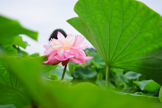 粉色荷花