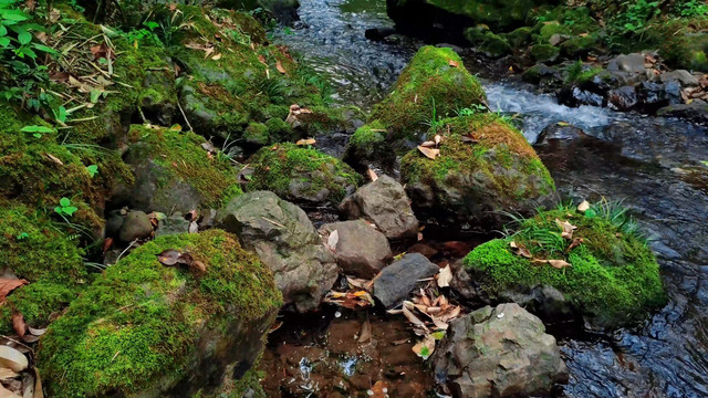 生态溪水苔藓纯净水山泉水