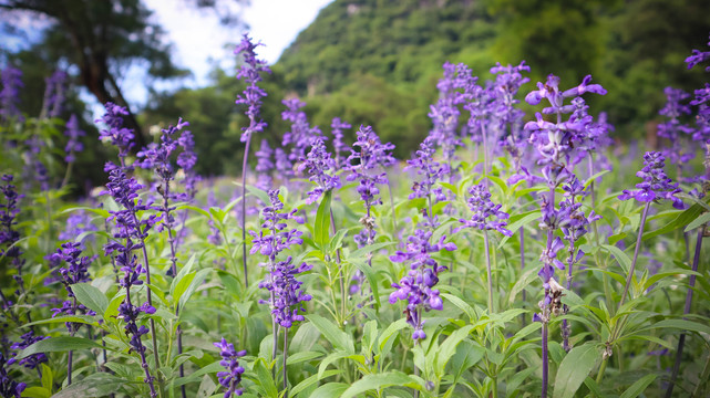 薰衣草